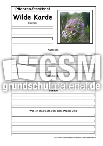 Pflanzensteckbrief-Wilde-Karde.pdf